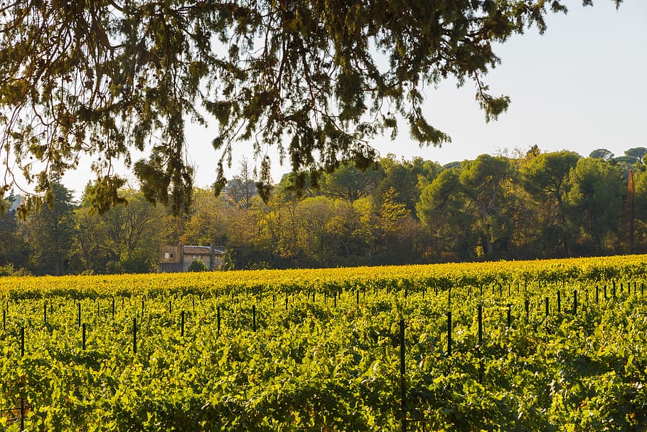 vines, fall, vineyard, color, beaucaire, red, costières de nîmes HD wallpaper
