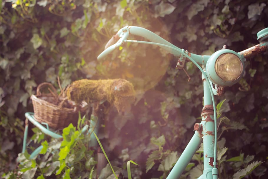 bike, summer, ivy, wall, moss, old, holidays, cozy, holland, HD wallpaper