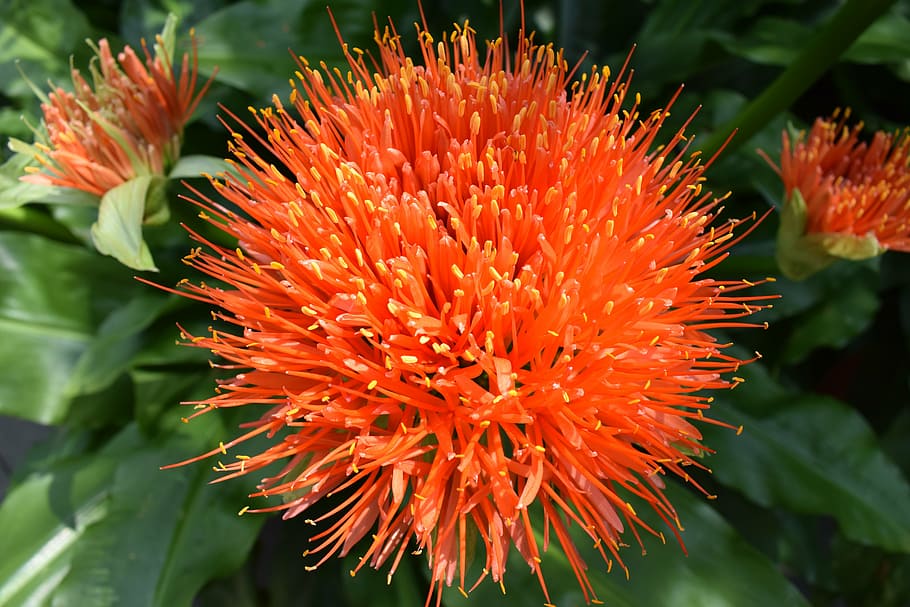 orange, flower, bloom, summer, beauty in nature, orange color HD wallpaper