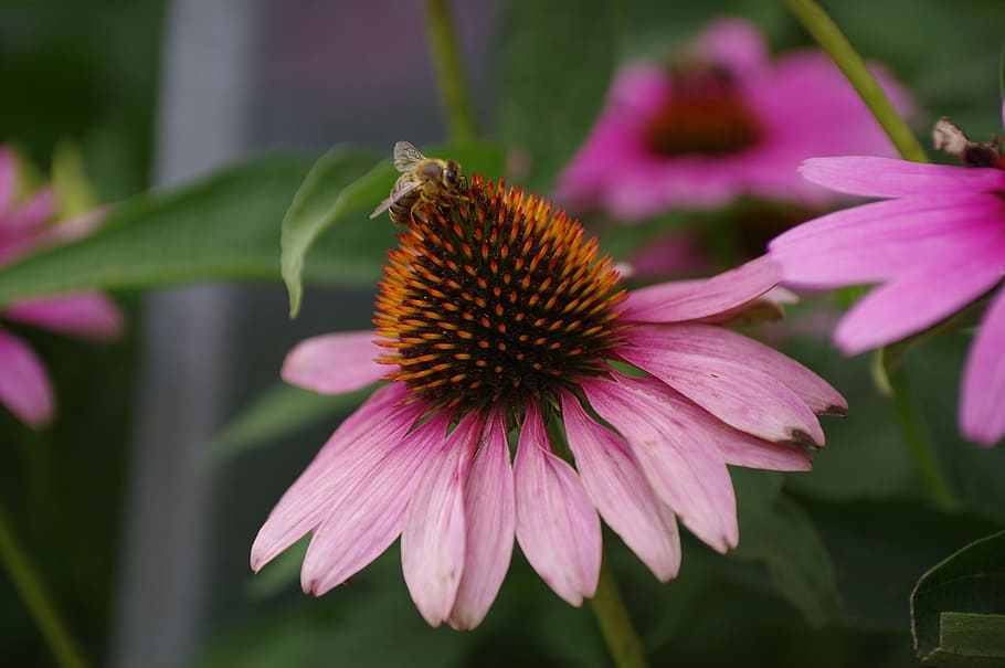 sun hat, bee, flower, summer, honey, nectar, blossom, bloom HD wallpaper
