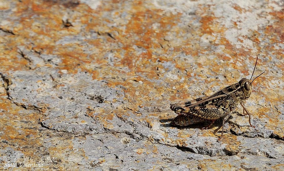 grillo, insect, animal, animal themes, animal wildlife, animals in the wild HD wallpaper