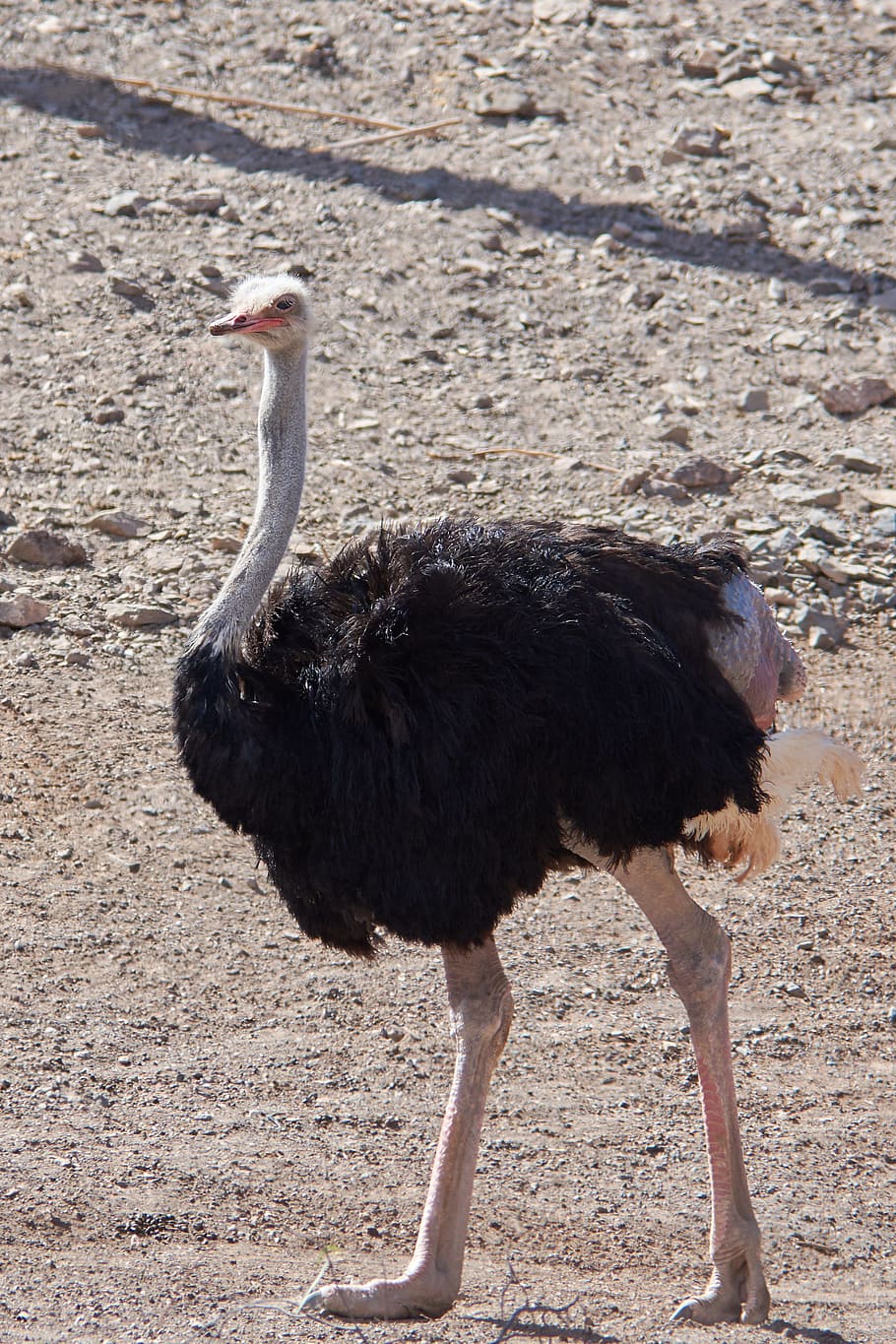 strauss, bird, runners, bill, ostrich, animal, big bird, feather HD wallpaper