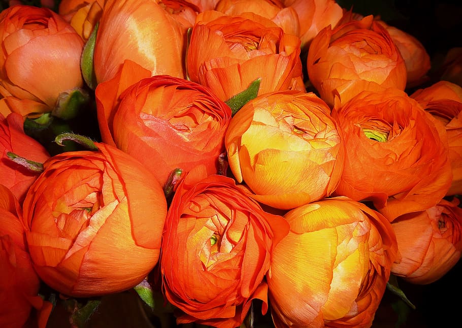 ranunculus, flowers, spring, yellow, bright, ranunculus flower HD wallpaper