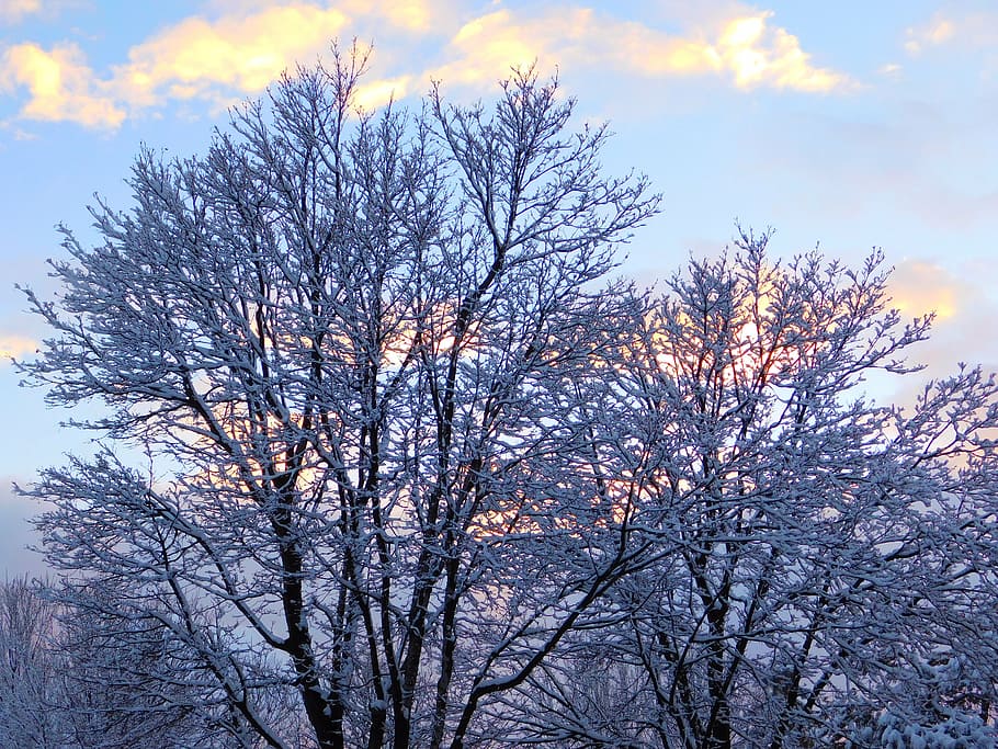 winter, snow, trees, sunset, sky, cold, blue, december, snow covered trees HD wallpaper