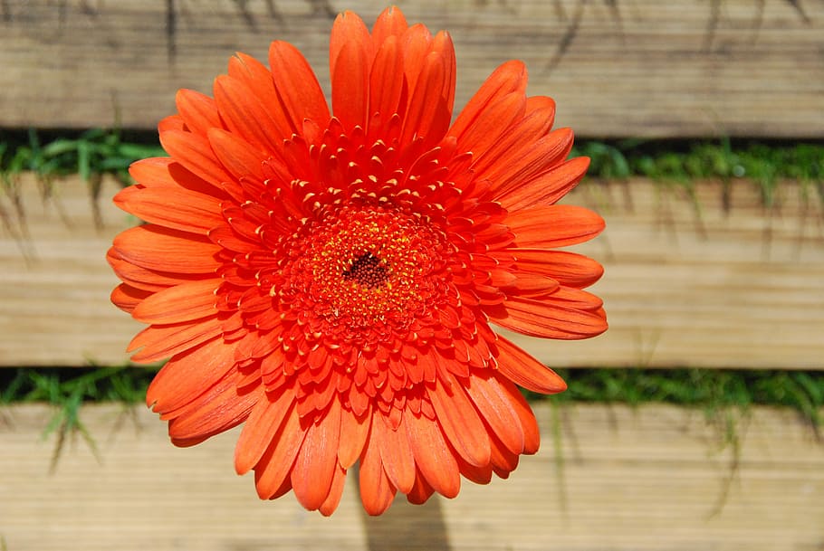 Gerbera, Orange, Blossom, Bloom, Close, schnittblume, nature HD wallpaper