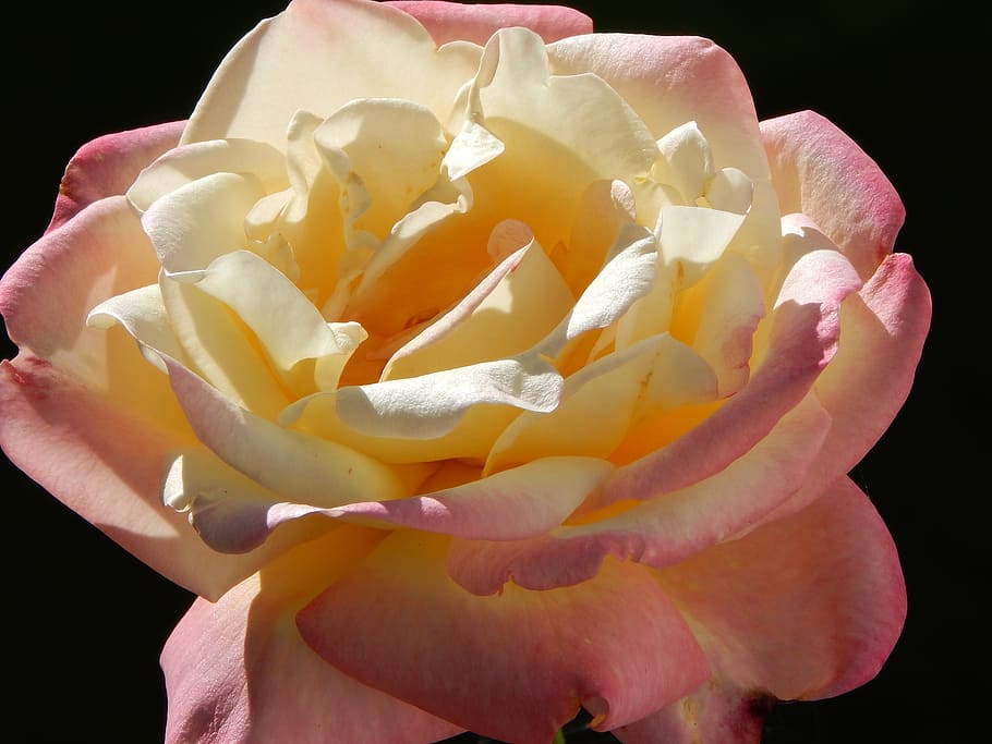 rose, flower, blossom, bloom, close, garden, blossomed, nature HD wallpaper