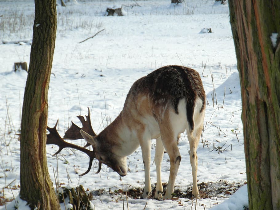 hirsch, fallow deer, winter, snow, forest, blade, antler, flock HD wallpaper