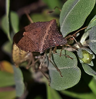 Stink Bug, Brown, Insect, brown stink bug, brown bug, flying insect HD wallpaper