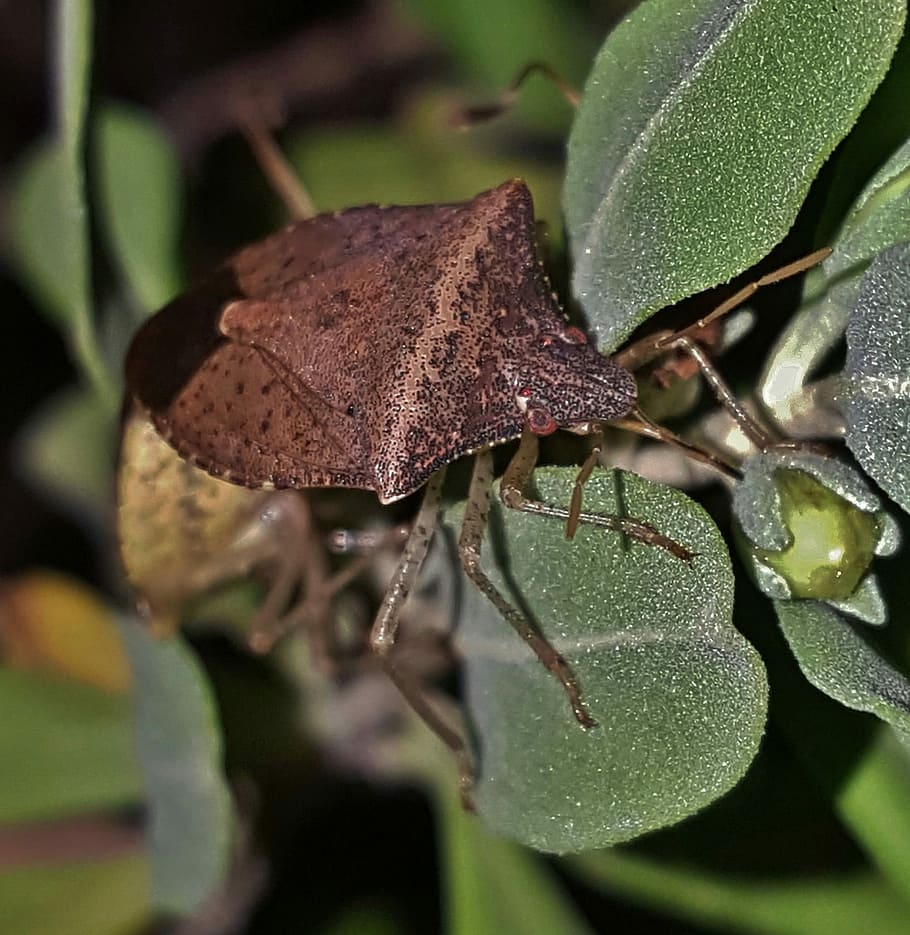Stink Bug, Brown, Insect, brown stink bug, brown bug, flying insect HD wallpaper