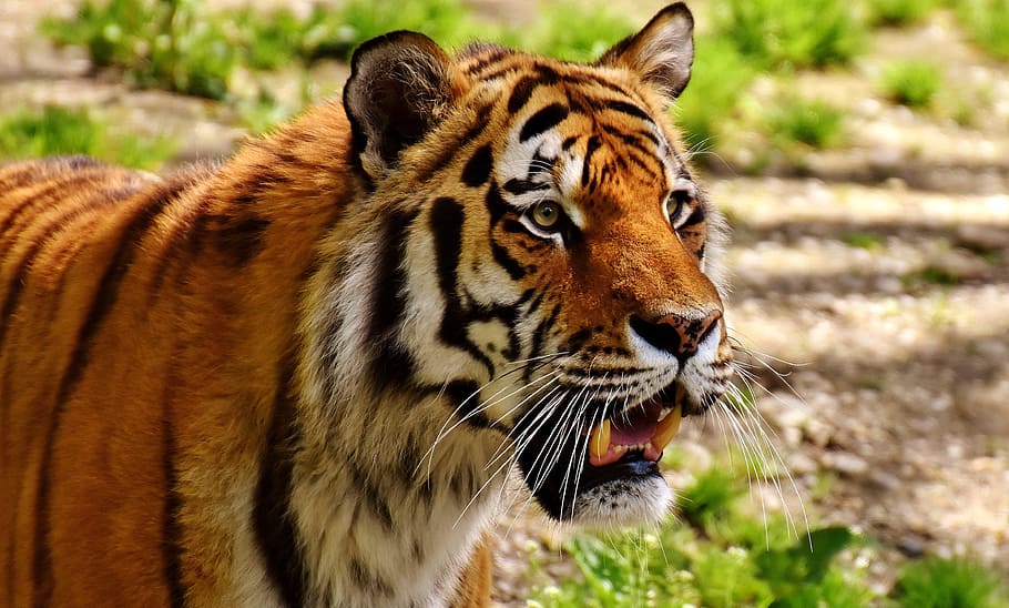 tiger with grass, predator, fur, beautiful, dangerous, cat HD wallpaper
