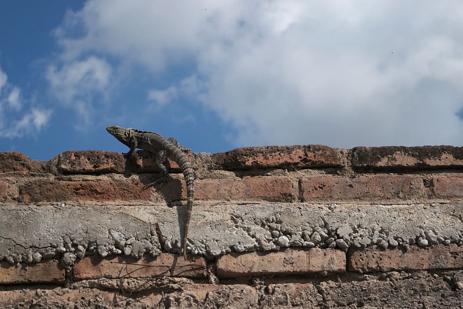 lizard, brick, sky, blue, wall, one animal, animal themes, cloud - sky HD wallpaper