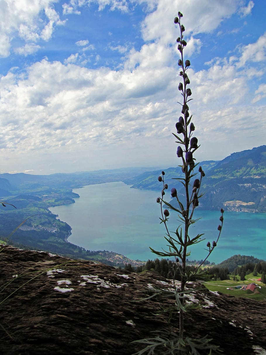 thunersee, lake, flower, nice, sky, blue, clouds, landscapes HD wallpaper