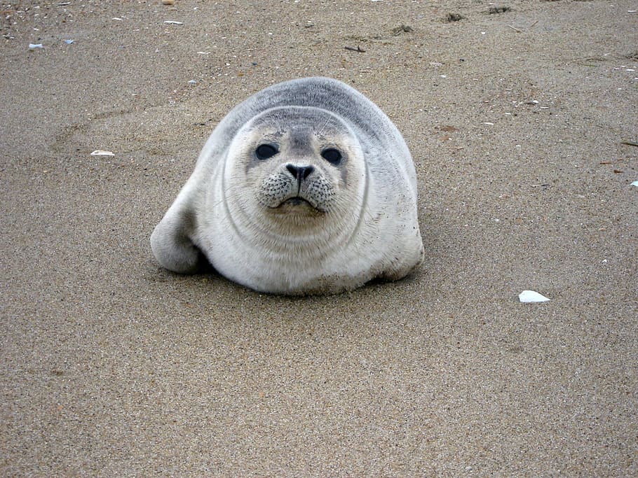 seal on sand, harbor seal, resting, ocean, wildlife, water, mammal, HD wallpaper