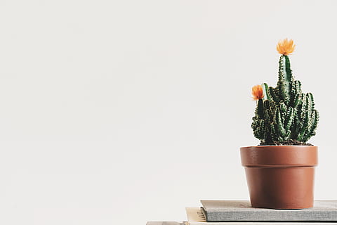 green cactus plant with orange flowers on top of the table, green cactus plant in pot HD wallpaper