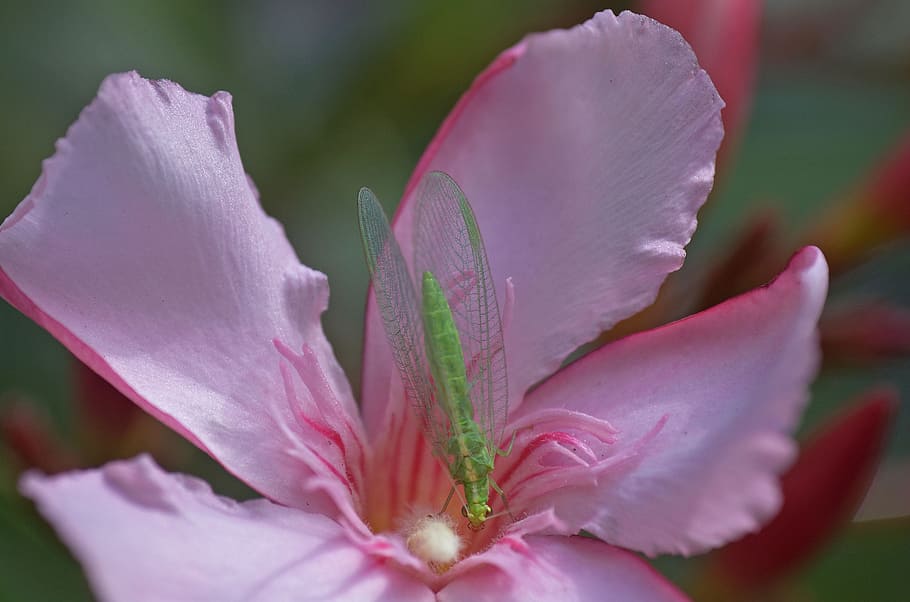 Oleander, Flower, Hoverfly, Blossom, oleander flower, bloom HD wallpaper