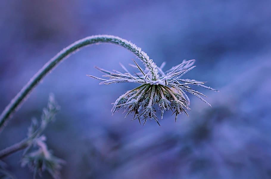 Frost, Winters, Flower, Nature, blue, leaf, close-up, macro HD wallpaper
