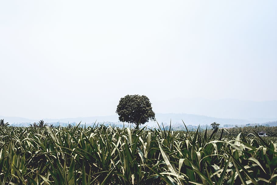 landscape photography of green grass, green corn plant field near tall tree taking photo at daytime HD wallpaper