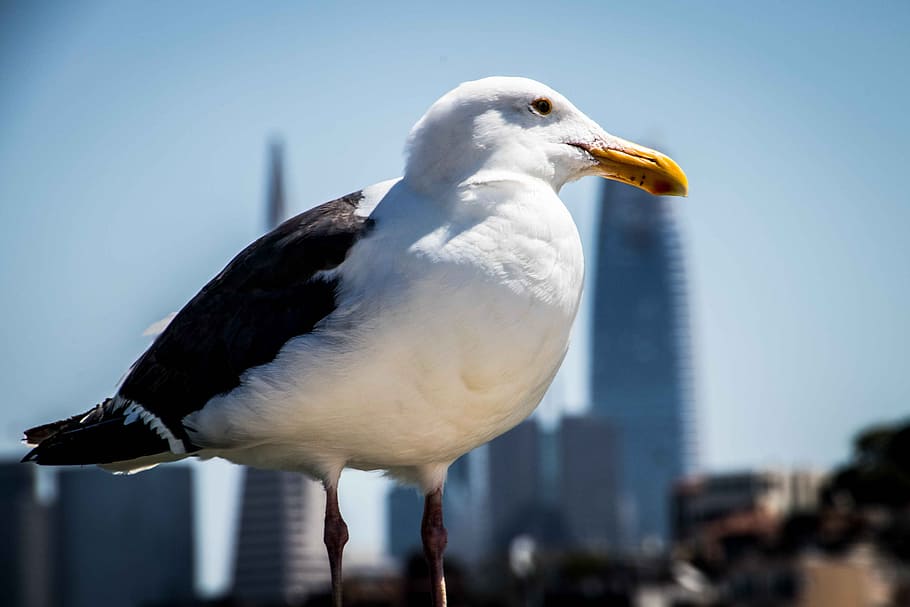 seagull, bird, close, sharp, macro, san francisco, view, booked HD wallpaper