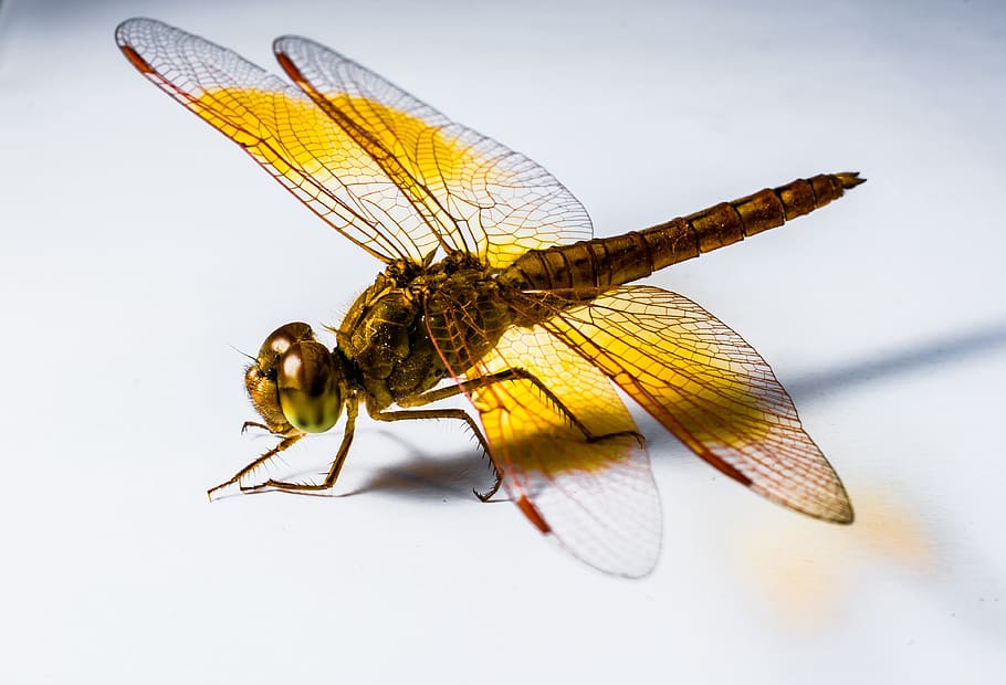 Dragonfly, Insect, Yellow, Close, Chitin, wing, one animal HD wallpaper