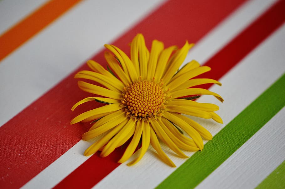 flower, spring, yellow, pointed flower, close, beautiful, daisy HD wallpaper