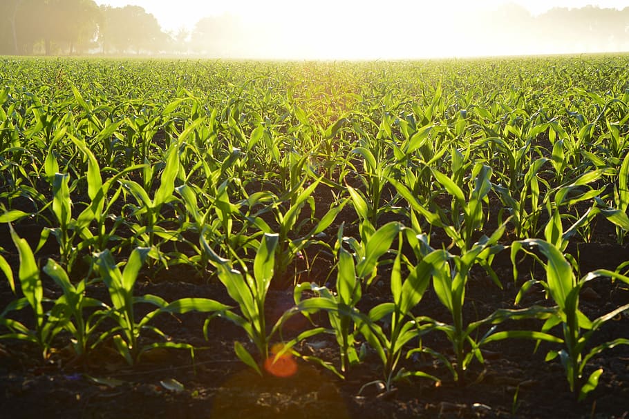 corn, crops, farm, field, food, landscape, rural scene, agriculture HD wallpaper