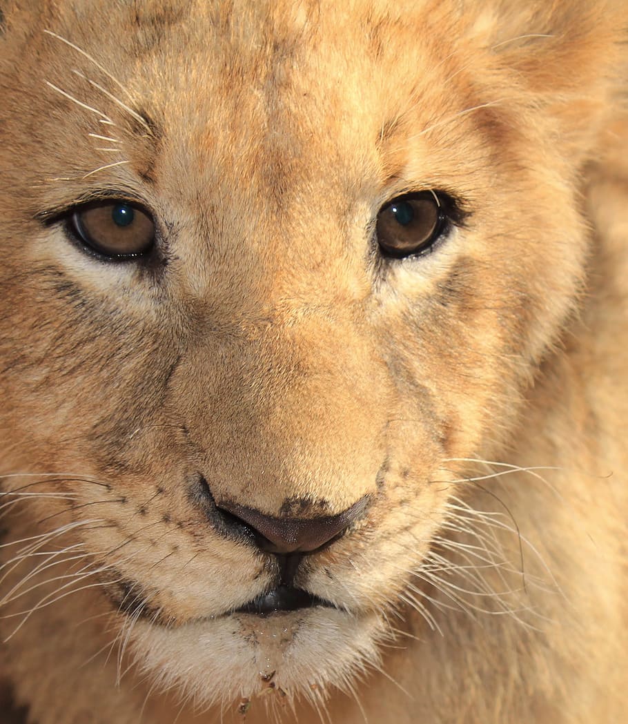 brown lion, lion cub, big 5, nature, africa, safari, young, animal themes