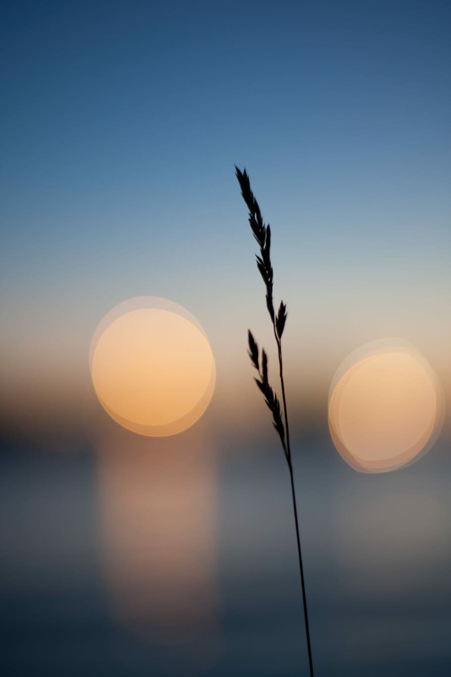 Straw in the still, shallow focus photography of grass, field HD wallpaper