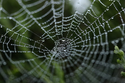 closeup photography of spiderweb with water droplets, spider web HD wallpaper
