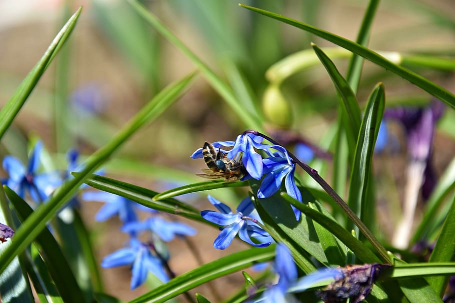 nature, plant, insect, leaf, season, flowering plant, invertebrate HD wallpaper