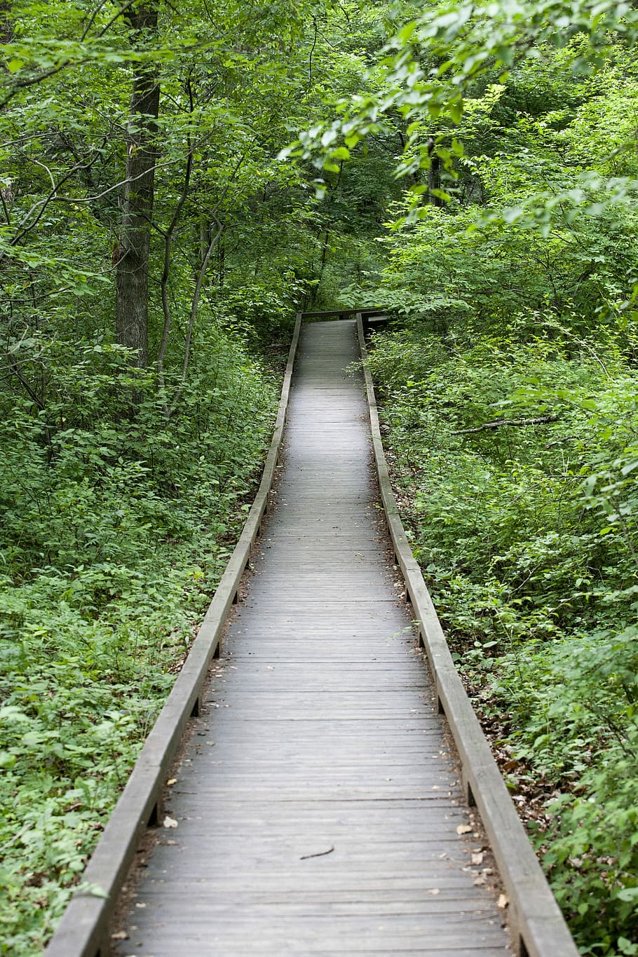 forest, forest road, nature, gil, break, healing, trail, tabitha HD wallpaper