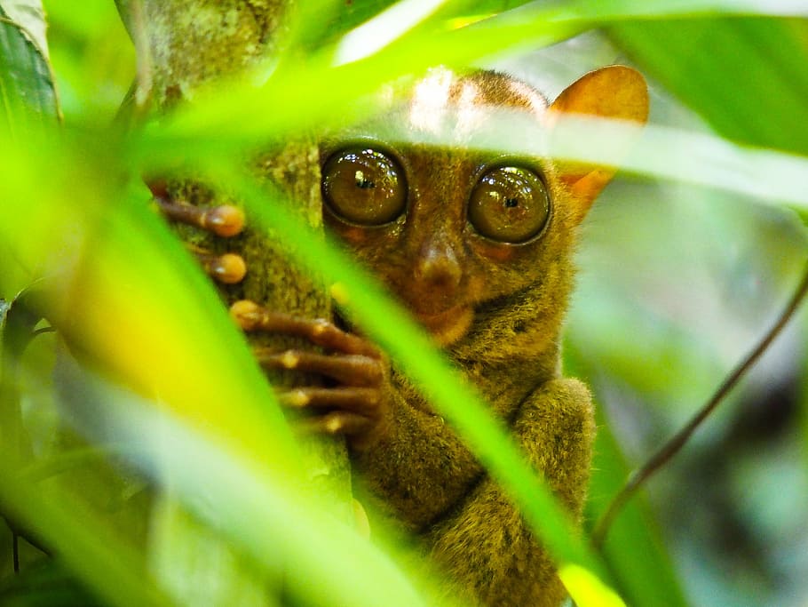 selective focus photography of brown tarsier holding on brown tree trunk, HD wallpaper