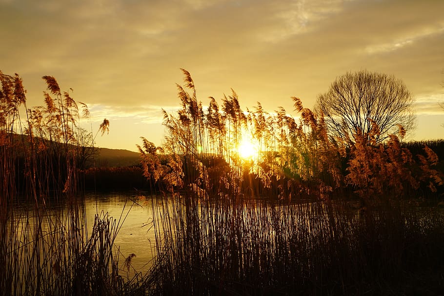 photo of brown grass during golden hour, sunset, reed, lake HD wallpaper