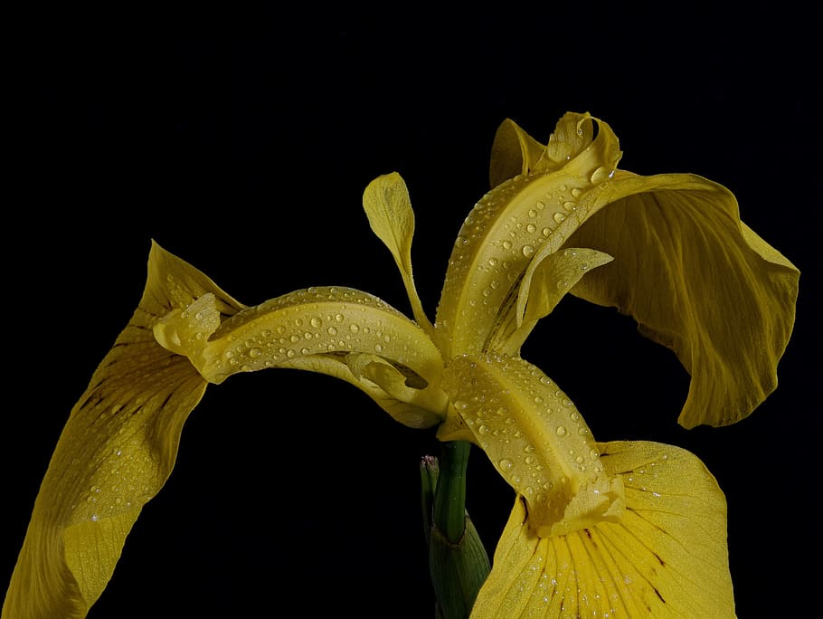swamp iris, close up, macro, blossom, bloom, raindrop, dewdrop HD wallpaper