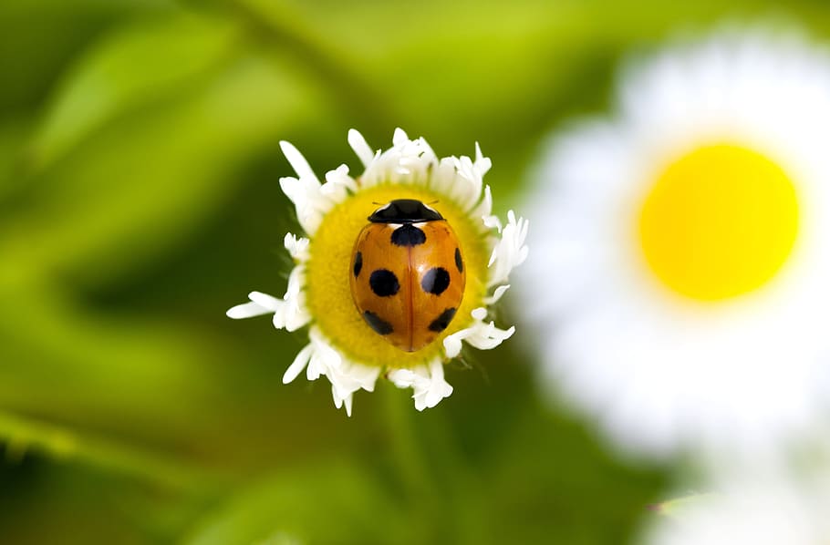 Ladybug, Bedbugs, Pool, Flowers, Plants, ladybug bedbugs, nature HD wallpaper