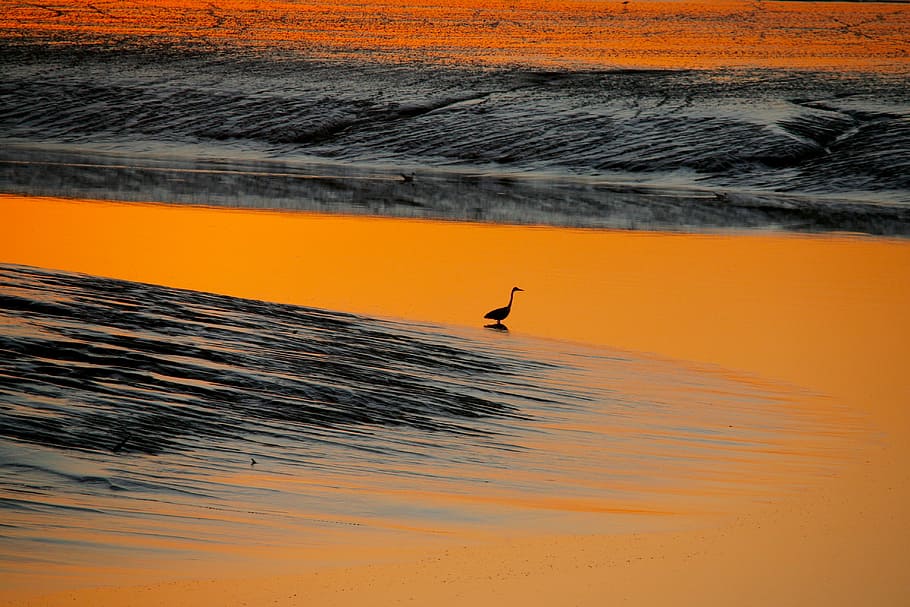 Heron at Sunset, silhouette of bird, sunrise, duck, sea, water HD wallpaper