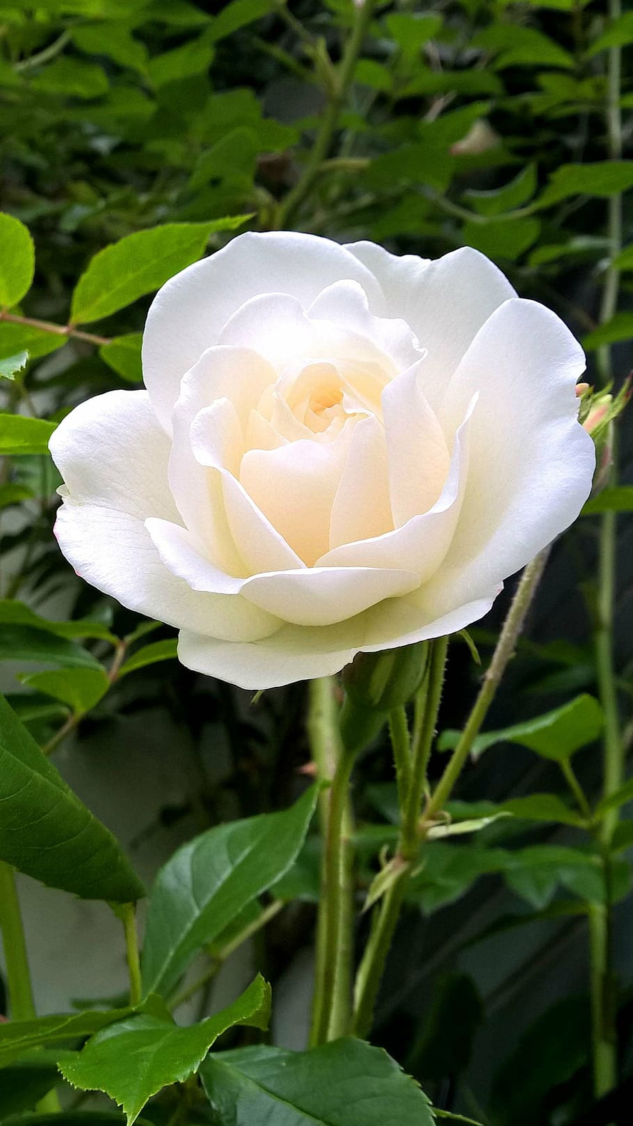 rose, white, blossom, bloom, floribunda, flowering plant, fragility HD wallpaper