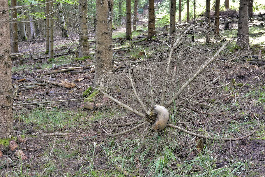 Nature, Forest, Root, Trees, Wood, spring, trees shaped, wild nature HD wallpaper