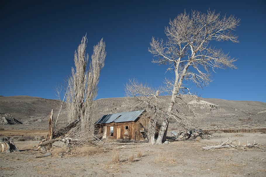 nature, tree, old tree, california, log cabin, landscape, summer HD wallpaper