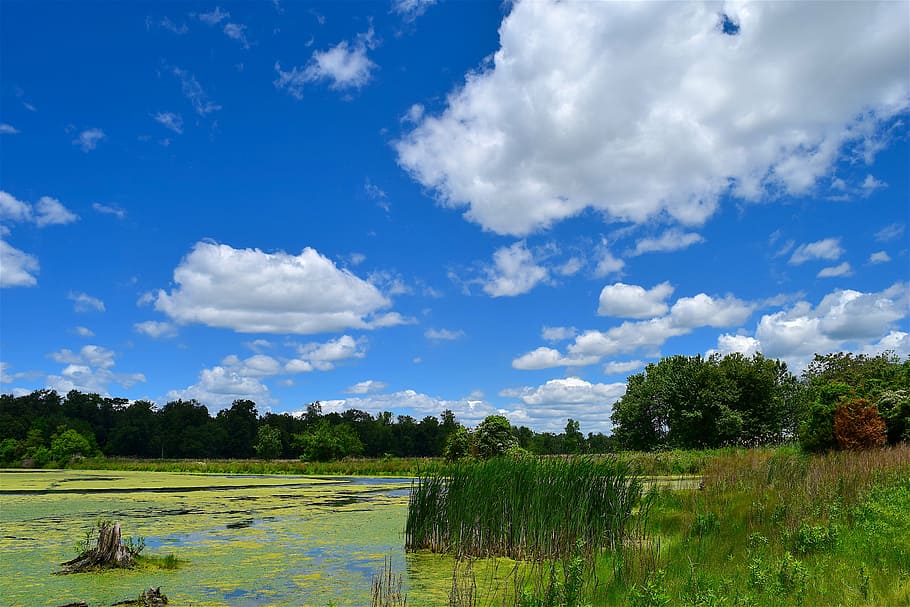 swamp, reeds, clouds, sky, blue, nature, landscape, sun, outdoor HD wallpaper