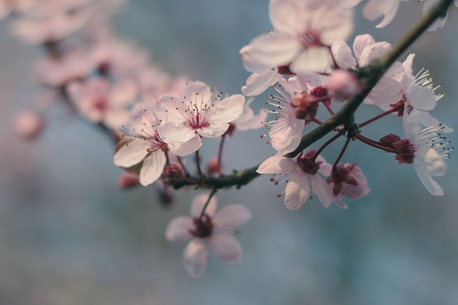 close-up photo of pink cherry blossoms, branch, flowers, spring HD wallpaper