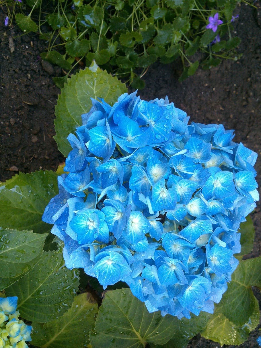 Hydrangea, Blue, Garden, greenhouse hydrangea, flower, nature HD wallpaper