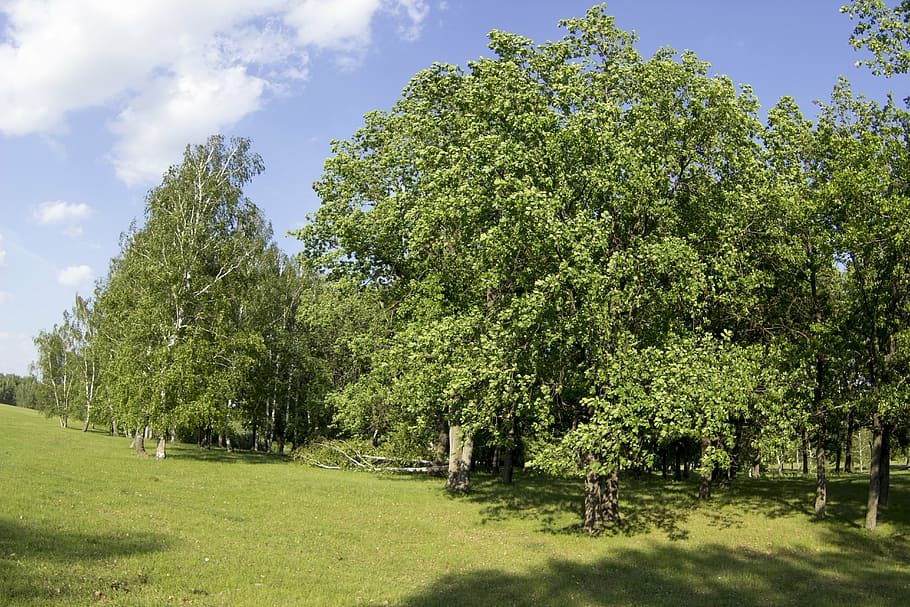 summer, forest, trees, shearling, foliage, greens, nature, outdoors HD wallpaper