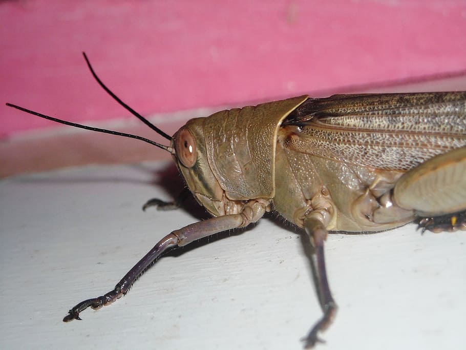 grasshopper, brown, animals, insects, animal themes, invertebrate HD wallpaper