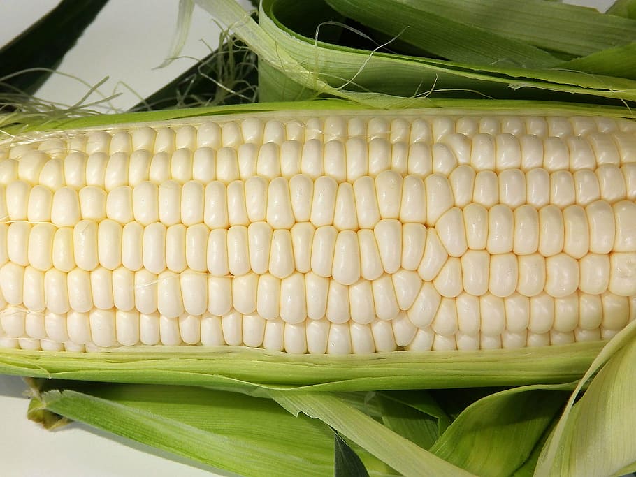 corn, cone, food, vegetable, sweetcorn, agriculture, freshness HD wallpaper