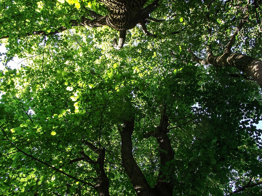 tree, green, branch, aesthetic, leaf, leaves, color, shades of green HD wallpaper