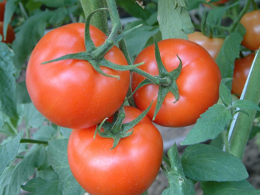 Tomato, tomatoes, féldeterminált, vegetable, red, food and drink HD wallpaper