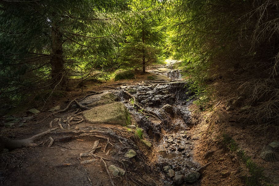 green forest tree during daytime, resin, boulder, nature, landscape HD wallpaper