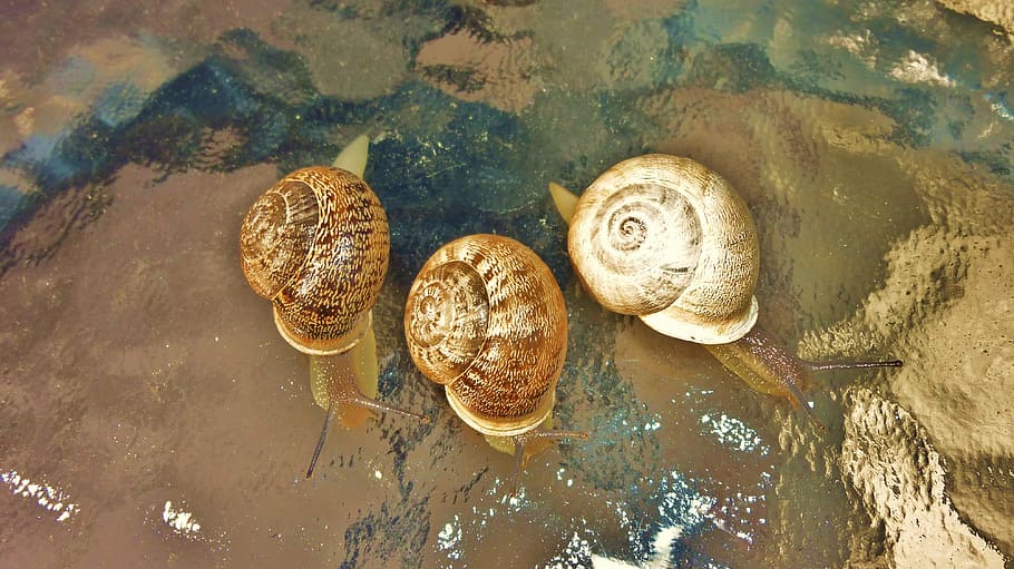 snails, rainy day, holiday, nature, water, animal wildlife, HD wallpaper
