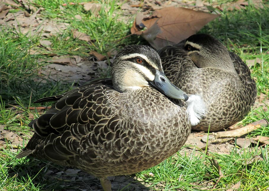 ducks, wild, resting, bird, animal themes, vertebrate, animal wildlife HD wallpaper