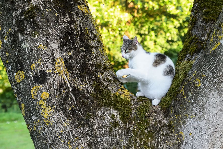 Cat, Tree, Green, Light, one animal, tree trunk, animal themes HD wallpaper